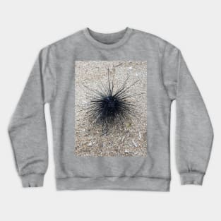 Black Diadem sea urchin in close up on sand beach Crewneck Sweatshirt